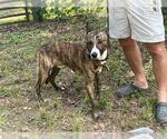 Small Carolina Dog-Holland Shepherd Mix