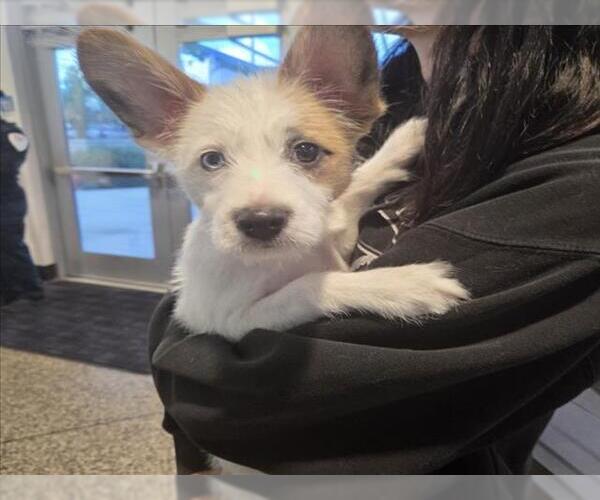 Medium Photo #1 Mutt Puppy For Sale in Tracy, CA, USA