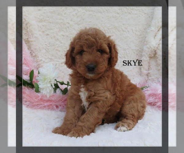 Medium Photo #2 Goldendoodle (Miniature) Puppy For Sale in GREENBANK, PA, USA