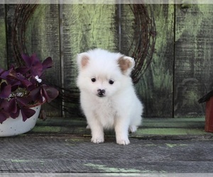 Pomeranian Puppy for sale in SUGARCREEK, OH, USA