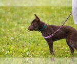 Small #4 Mutt