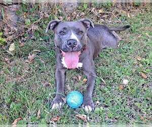 American Pit Bull Terrier Dogs for adoption in Berkeley , CA, USA
