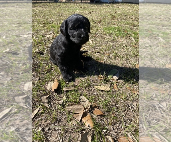 Medium Photo #1 Labradoodle Puppy For Sale in HOCKLEY, TX, USA