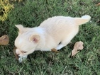Small Photo #9 Chihuahua Puppy For Sale in CHARLESTON, SC, USA