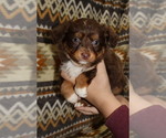 Small Photo #20 Miniature Australian Shepherd Puppy For Sale in ADAIR VILLAGE, OR, USA