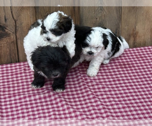 Medium Photo #1 Zuchon Puppy For Sale in DRY RIDGE, KY, USA