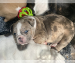 Small Photo #19 Olde English Bulldogge Puppy For Sale in OVERLAND, KS, USA