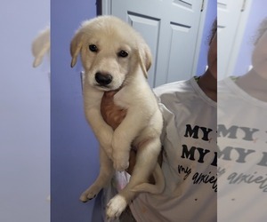 German Shepherd Dog Puppy for sale in TALLAHASSEE, FL, USA