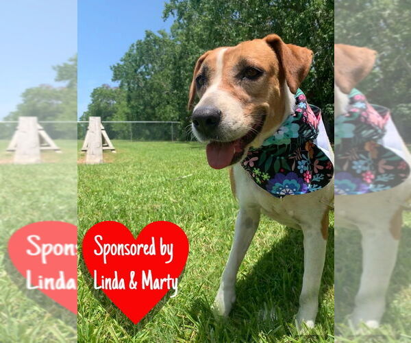 Medium Photo #9 Mutt Puppy For Sale in San Leon, TX, USA