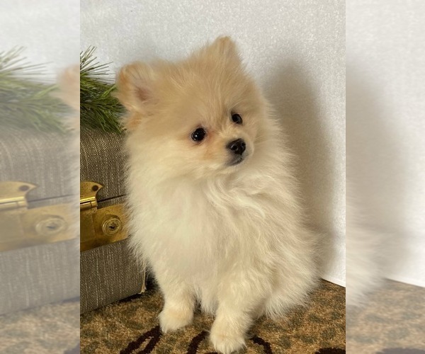 Medium Photo #6 Pomeranian Puppy For Sale in DOWNING, MO, USA