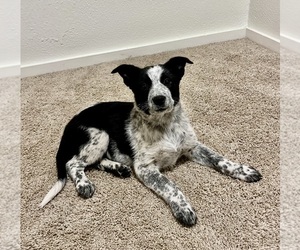 Australian Cattle Dog-Border Collie Mix Puppy for sale in HILLSBORO, WI, USA