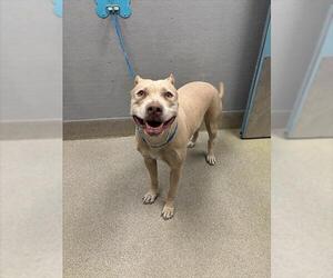 American Staffordshire Terrier-Unknown Mix Dogs for adoption in Las Vegas, NV, USA