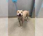 Small American Staffordshire Terrier Mix