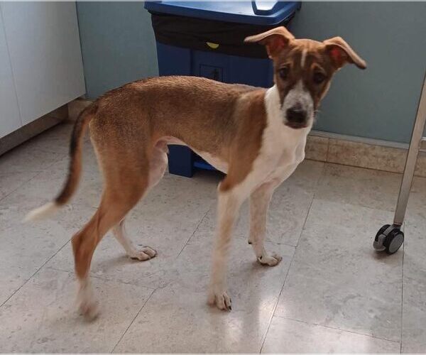 Medium Photo #4 Saluki Puppy For Sale in Cherry Hill, NJ, USA