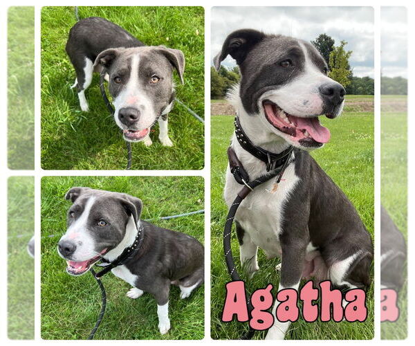 Medium Photo #1 American Staffordshire Terrier-Unknown Mix Puppy For Sale in Pierceton , IN, USA