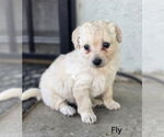 Small Maltipoo (Miniature)