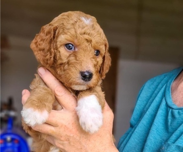 Medium Photo #4 Poodle (Standard) Puppy For Sale in WAGENER, SC, USA