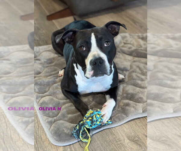Medium Photo #6 Mutt Puppy For Sale in Woodland Hills, CA, USA