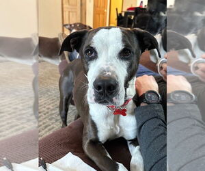 Pete - Male American Bulldog-Labrador Retriever Mix Dog for Adoption - Photo #4