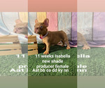 Small Photo #26 French Bulldog Puppy For Sale in CAPE CORAL, FL, USA