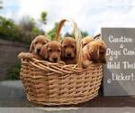 Small Photo #6 Labrador Retriever Puppy For Sale in MILLVILLE, MN, USA