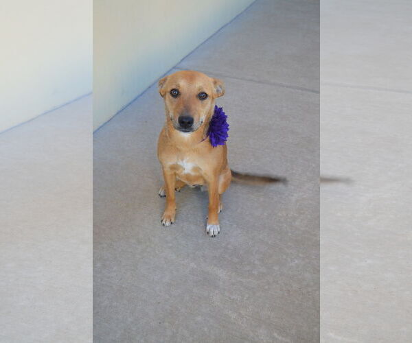 Medium Photo #1 Labrador Retriever-Unknown Mix Puppy For Sale in McKinney, TX, USA