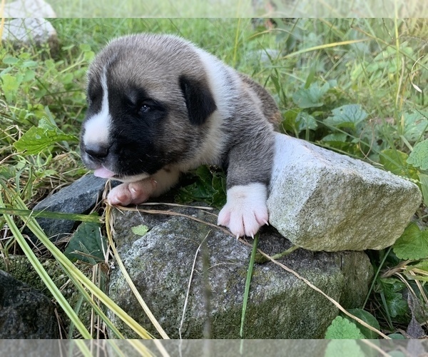 Medium Photo #5 Pyrenees Husky Puppy For Sale in HARWOOD, MD, USA