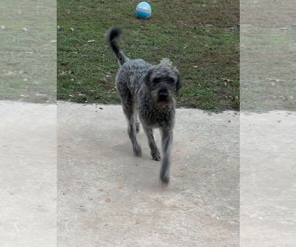 Medium Photo #3 Poodle (Standard) Puppy For Sale in Harrison, AR, USA