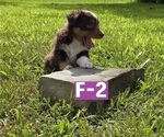 Small #7 Miniature Australian Shepherd