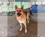 Small #3 German Shepherd Dog