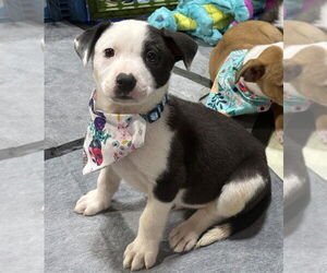 Asher - Male Australian Shepherd-Unknown Mix Dog for Adoption - Photo #9