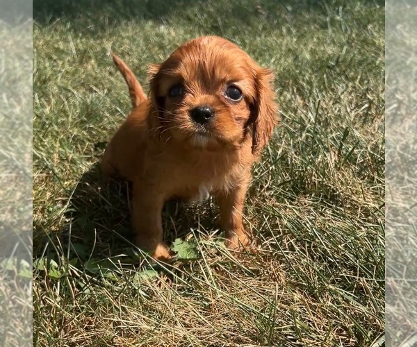 Medium Photo #3 Cavalier King Charles Spaniel Puppy For Sale in PORTAGE, MI, USA