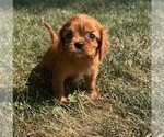 Small #1 Cavalier King Charles Spaniel