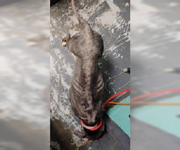 Medium Photo #3 American Pit Bull Terrier-Unknown Mix Puppy For Sale in Minneapolis, MN, USA