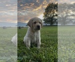 Small #1 Labrador Retriever