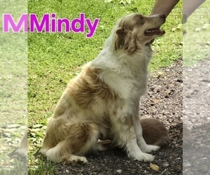 Mother of the Miniature Australian Shepherd puppies born on 04/07/2025