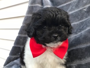 Peke-A-Poo Puppy for sale in QUARRYVILLE, PA, USA