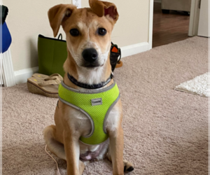 Jack Russell Terrier-Labrador Retriever Mix Dogs for adoption in CYPRESS, TX, USA