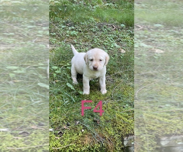 Medium Photo #14 Labrador Retriever Puppy For Sale in INEZ, KY, USA