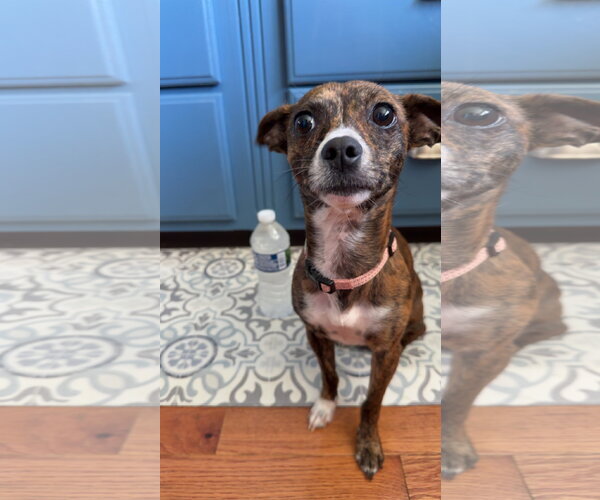 Medium Photo #4  Puppy For Sale in , 