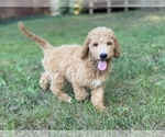 Small Photo #12 Goldendoodle Puppy For Sale in CANON, GA, USA