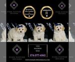 Small Photo #59 Maltipoo (Miniature) Puppy For Sale in WARSAW, IN, USA