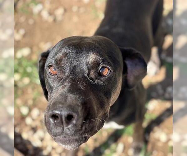 Medium Photo #1 Labrador Retriever-Unknown Mix Puppy For Sale in Tulsa, OK, USA