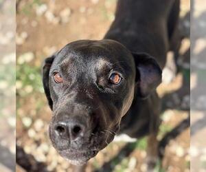 Labrador Retriever-Unknown Mix Dogs for adoption in Tulsa, OK, USA