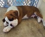 Puppy Puppy 4 Boxer