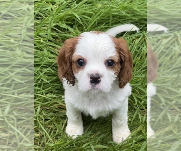 Medium Photo #1 Cavalier King Charles Spaniel Puppy For Sale in ESTACADA, OR, USA