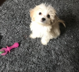 Havanese Puppy for sale in NEW YORK, NY, USA