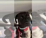 Small #4 American Pit Bull Terrier-Staffordshire Bull Terrier Mix