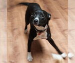 Small #2 Labrador Retriever Mix