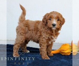 Goldendoodle (Miniature) Puppy for sale in LEOLA, PA, USA